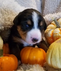 cattle pups for sale in NM